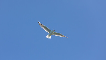 Möwe im Flug