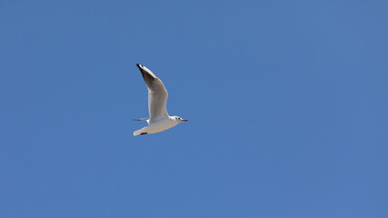 Möwe im Himmel