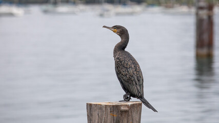 Kormoran