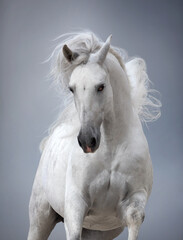 white horse portrait