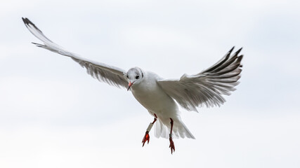 Möwe im Flug