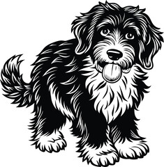 black and white puppy