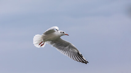 Möwe im Flug
