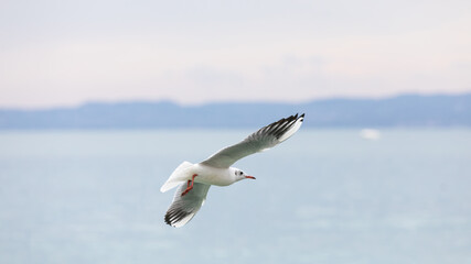 Möwe im Flug