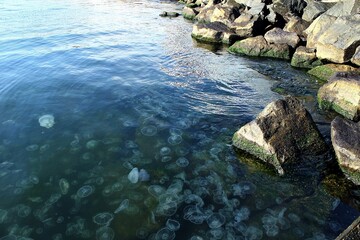 A large number of floating jellyfish have washed up on the seashore.