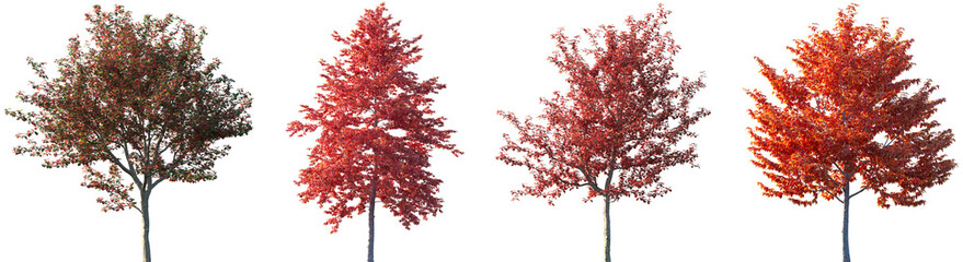 Set of Сrataegus persimilis and Nyssa sinensis (Chinese tupelo) autumn frontal isolated png on a transparent background perfectly cutout	