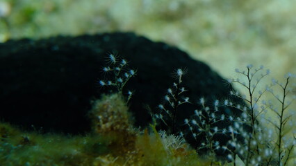 Hydrozoa feathered hydroid or feather hydroid, sea-nettle (Pennaria disticha) close-up undersea, Aegean Sea, Greece, Syros island, Azolimnos beach