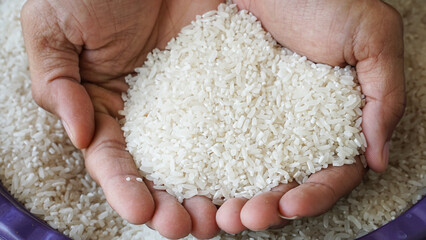 rice in hands. hands holding a handful of rice. showing a handful of harvested rice in his hand