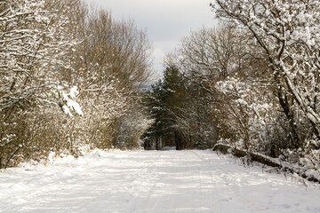 Nature under the snow during winter. Slovakia