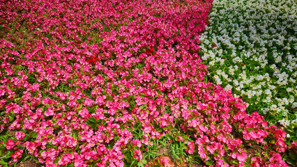 garden landscape consisting of red and white garden flowers