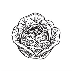 cabbage silhouette vector illustration, Simple, clear and beautiful arts and crafts 