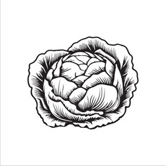 cabbage silhouette vector illustration, Simple, clear and beautiful arts and crafts 