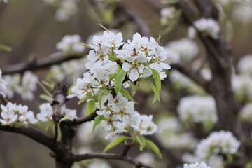Obraz premium white tree blossoms