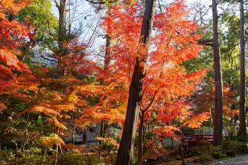 秋の鶴岡八幡宮　鎌倉国宝館前の紅葉（神奈川県鎌倉市）