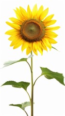 Bright yellow sunflower, white background, 4K hyperrealistic photo