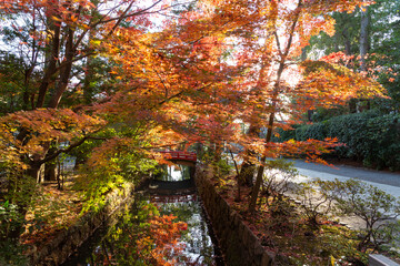 秋の鶴岡八幡宮　鎌倉国宝館前の紅葉（神奈川県鎌倉市）