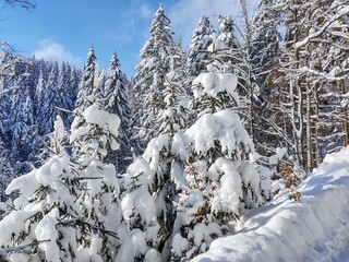 Nature under the snow during winter. Slovakia