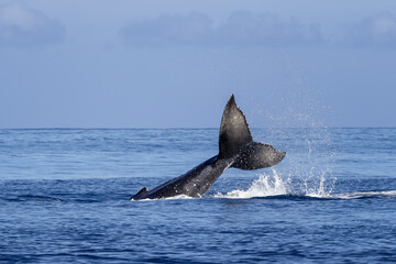 Humpback Whale - Megaptera novaeangliae, iconice large sea mammal from worldwide seas and oceans, Indian ocean, Mauritius.