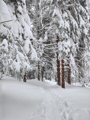 Nature under the snow during winter. Slovakia