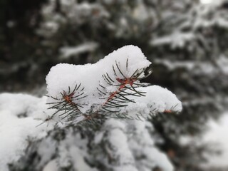 Nature under the snow during winter. Slovakia