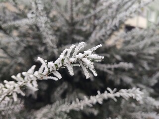 Nature under the snow during winter. Slovakia