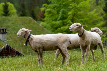Obraz premium white goat on the farm