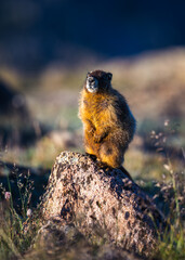 Marmot standing on a rock in Rocky Mountain National Park, Colorado. 