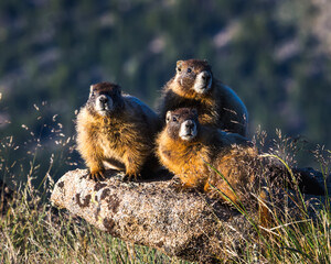 A colony of Marmots pose on a rock in Rocky Mountain National Park, Colorado. 