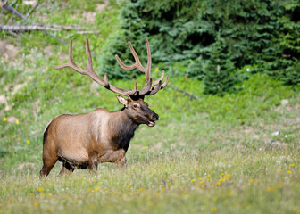 Bull Elk in the Colorado Rockies. 