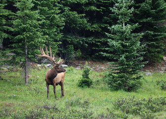 Environmental portrait of a Bull Elk in a meadow. Rocky Mountain National Park. Colorado