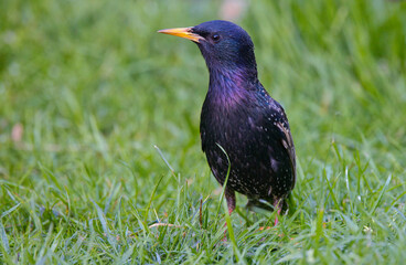 A starling (Sturnus vulgaris) in a meadow in spring, looking for food. The bird has beautiful mating plumage. Poland in May