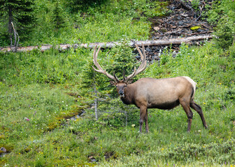 Elk in Rocky Mountain National Park. 