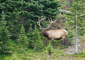 elk in the mountains