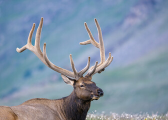 Close up of a Bull Elk in Rocky Mountain National Park. 