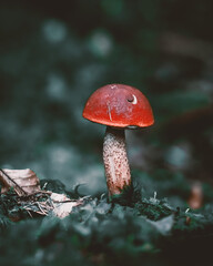 Birkenpilz im Wald
