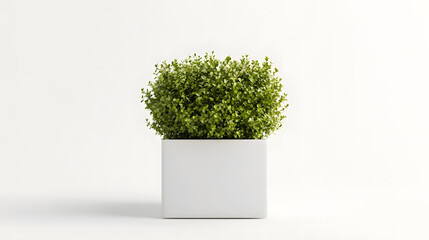 Plant in a modern flowerpot on a white background. isolated on a white background design