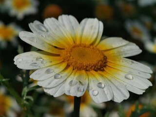 White Sunflower with Dewdrops on Petals