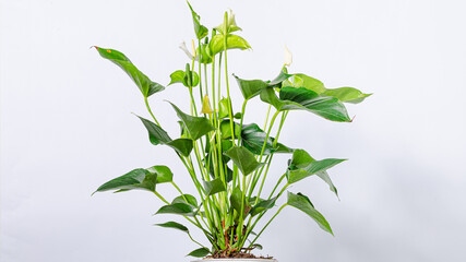 Indoor plant isolated on white