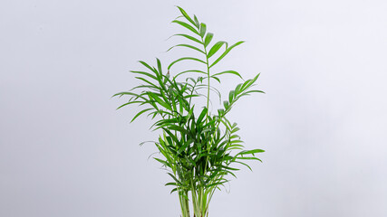 Indoor plant isolated on white
