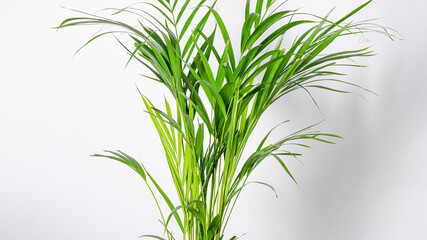 Indoor plant isolated on white