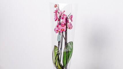 Orchid isolated on white background