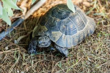 Clown turtle odocnemis unifilis, Clown turtle closeup, zoo concept