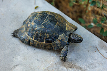 Clown turtle odocnemis unifilis, Clown turtle closeup, zoo concept