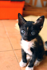 cute black kitten waiting to be fed