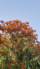 the sky is looking at the trees | green | garden | nature 