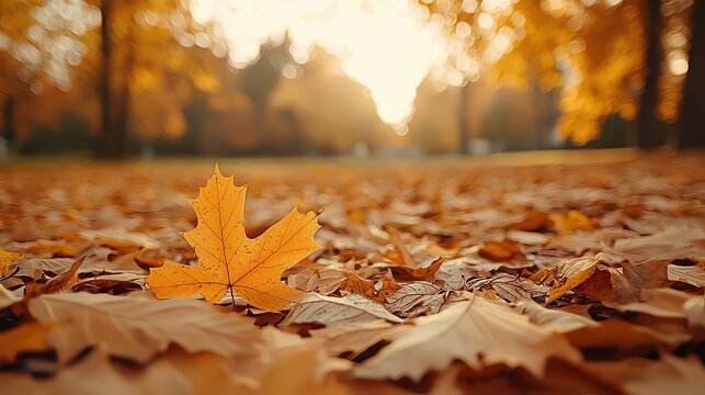 A golden autumn leaf rests on a carpet of fallen leaves, illuminated by soft sunlight, capturing the essence of fall in a serene park setting.