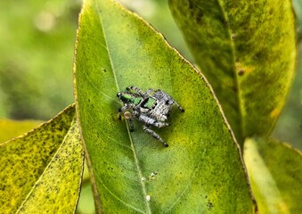 Emerald jumping spider on a green leaf in the garden