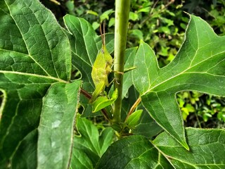 Obraz premium Green cornfield grasshopper on a green plant in the forest