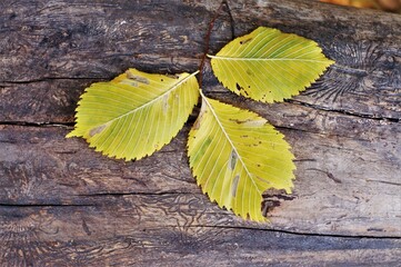 autumn dry leaves in the old forest