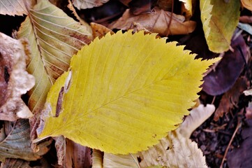 autumn dry leaves in the old forest